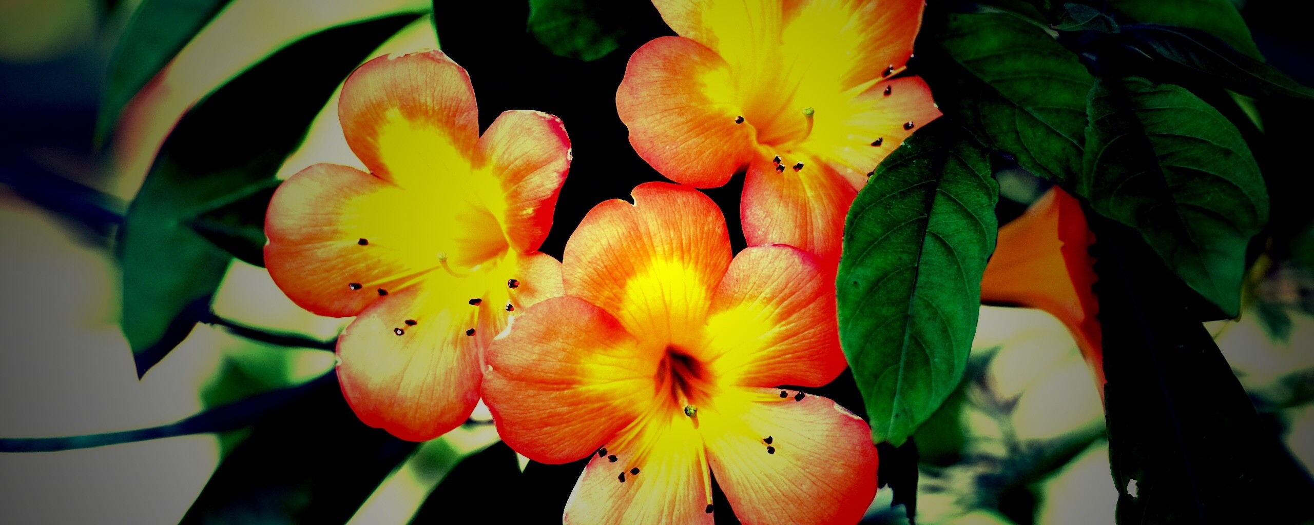 Оранжевые цветочки обои