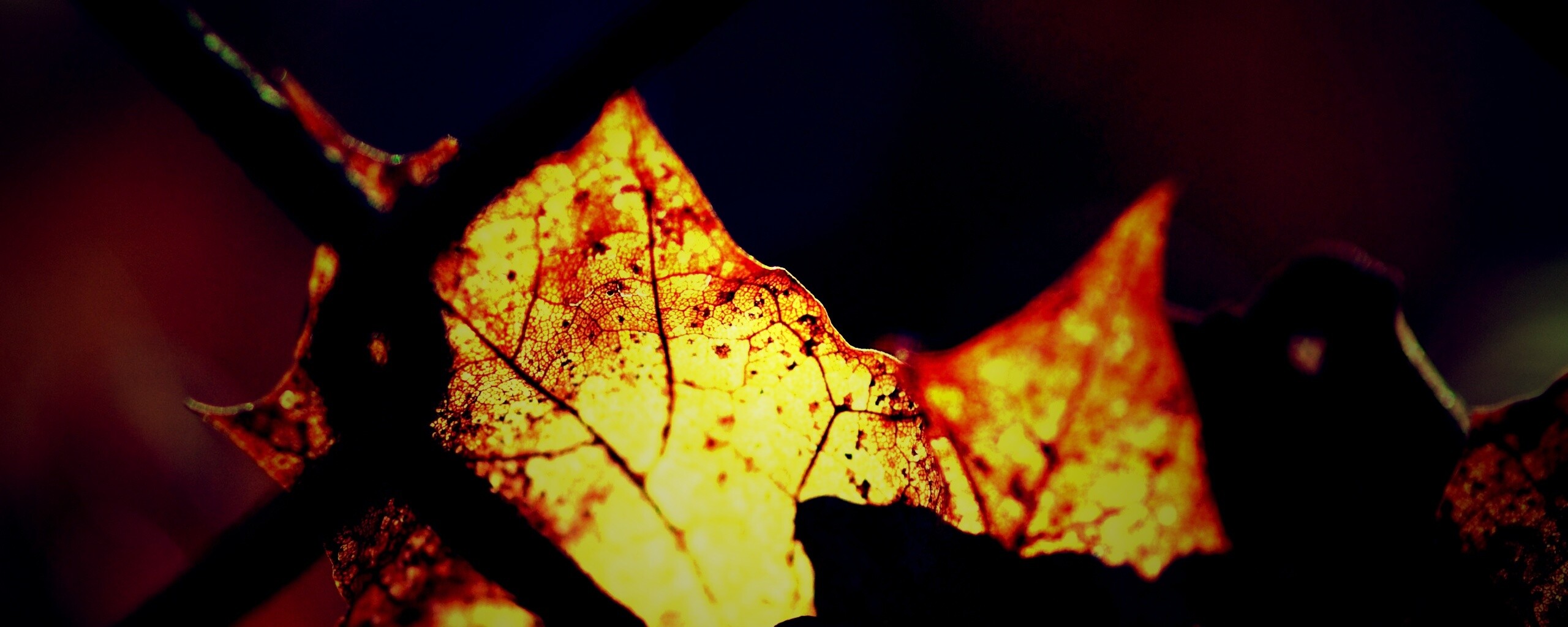 Осенний лист на забором обои