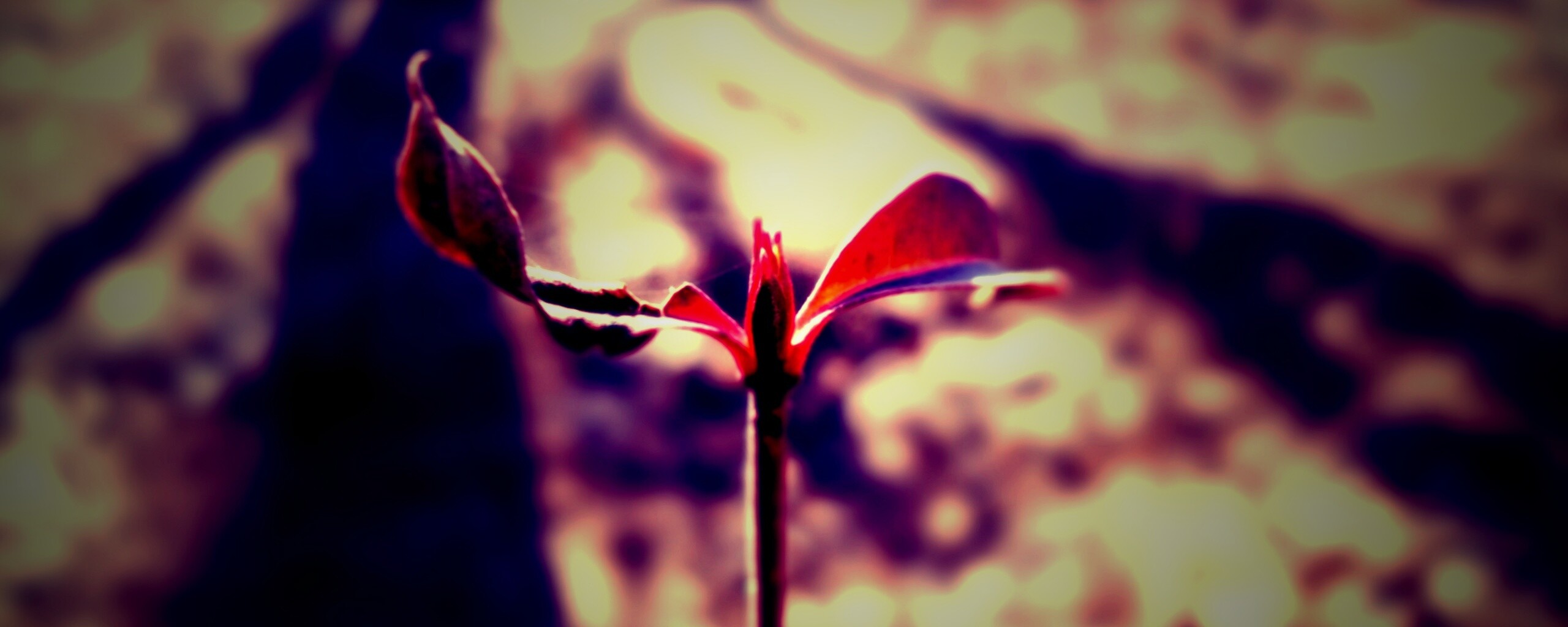 Красный росток обои