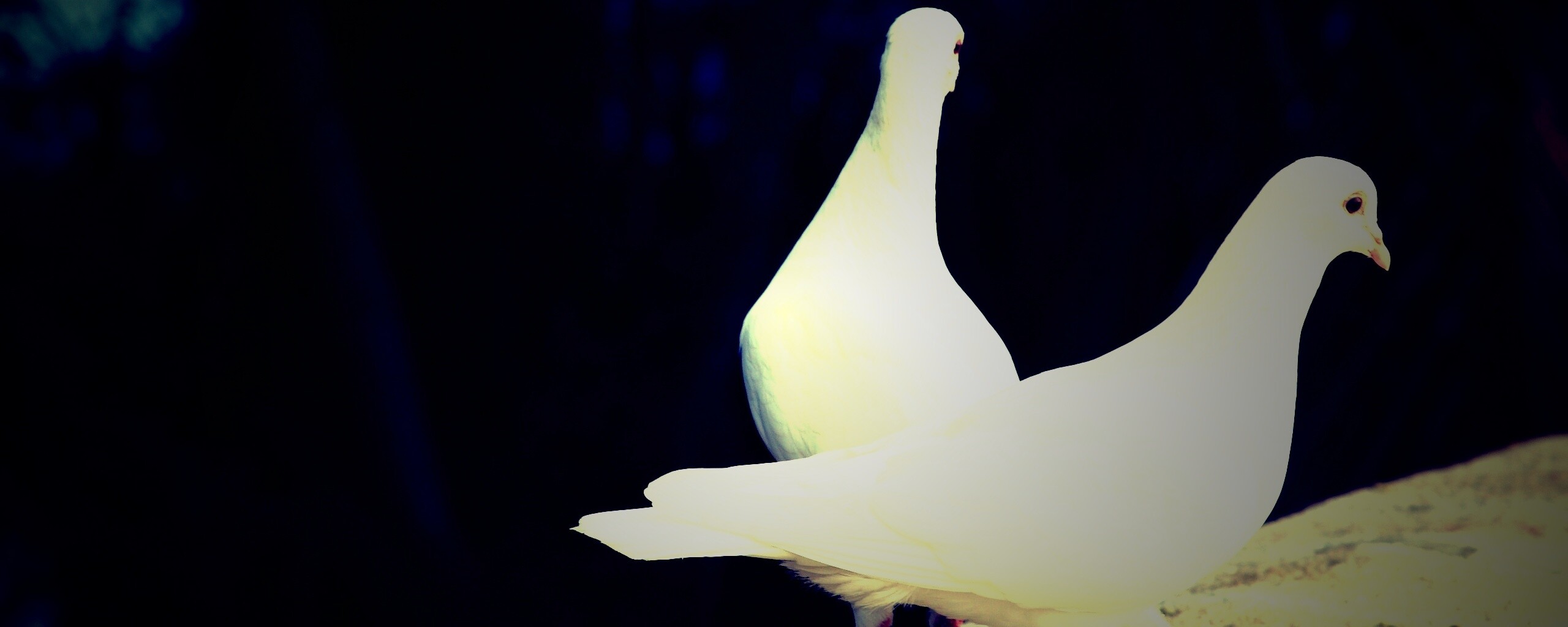 Два белых голубя обои