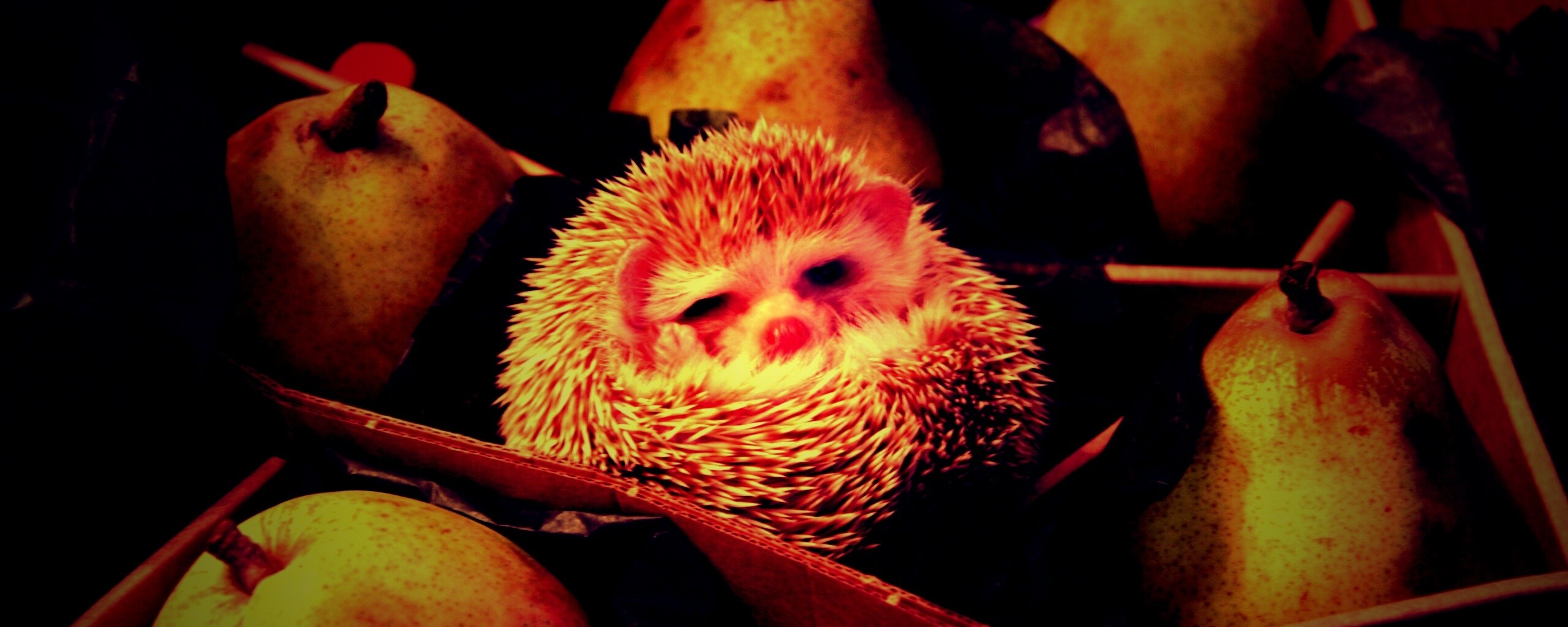 Ёжик в грушах обои