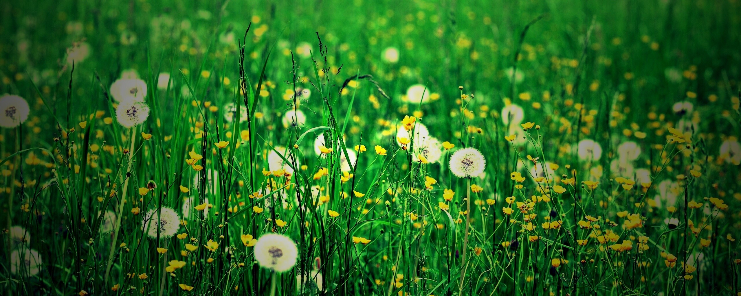 Поле одуванчиков обои
