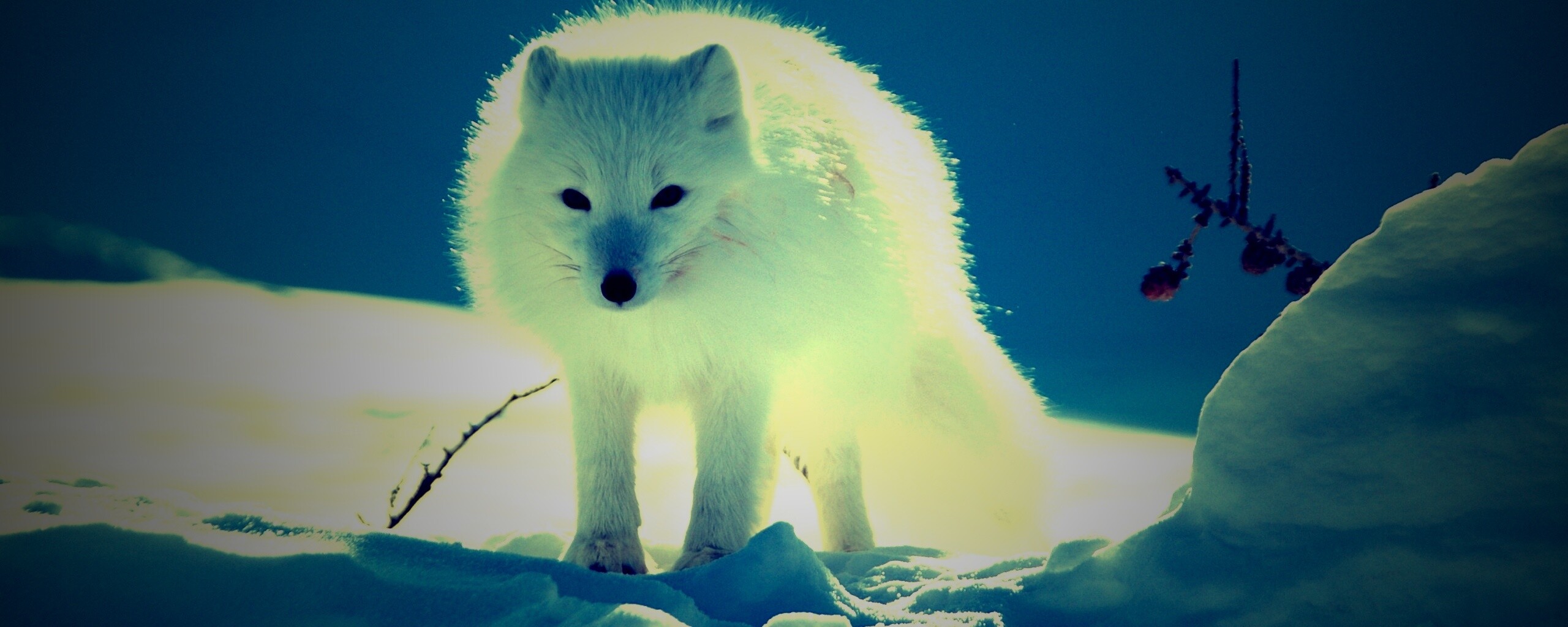 Белый песец обои