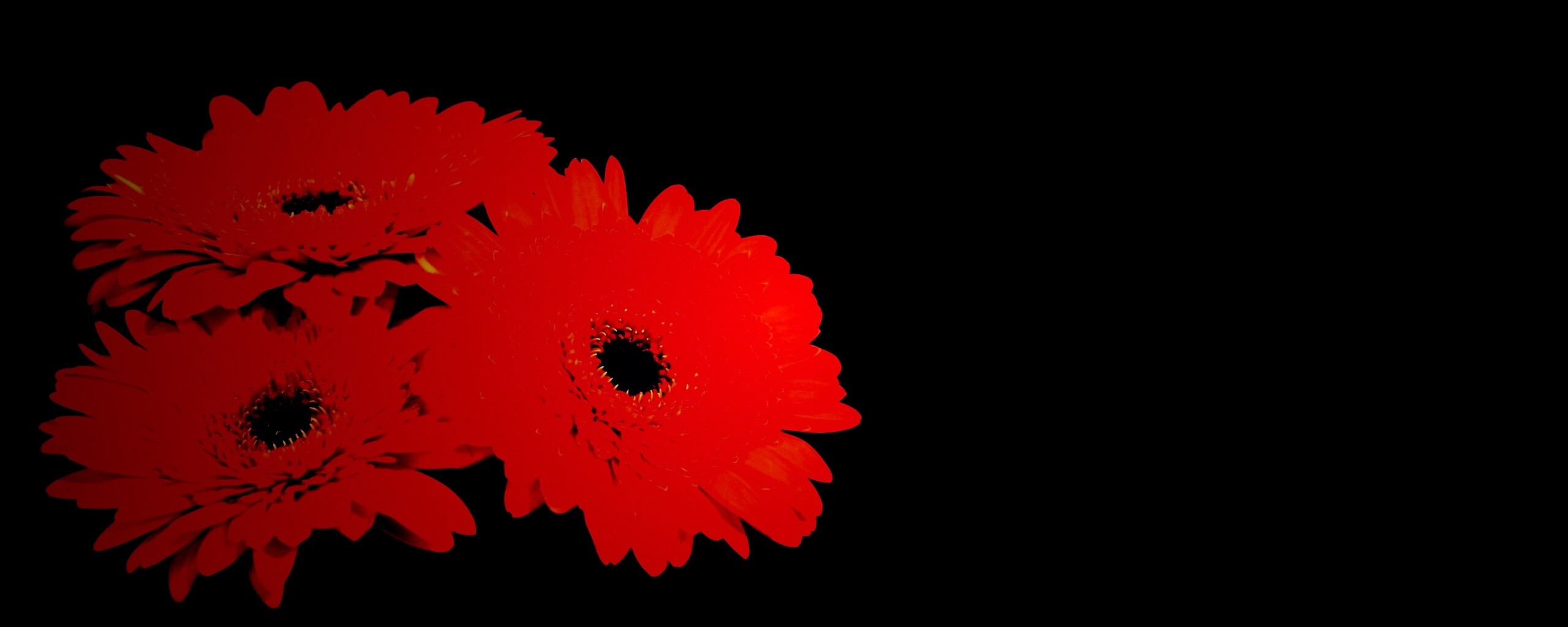 Красные герберы обои