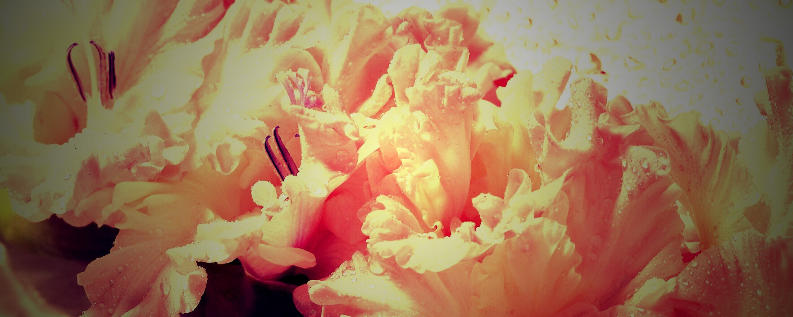 Гладиолус обои