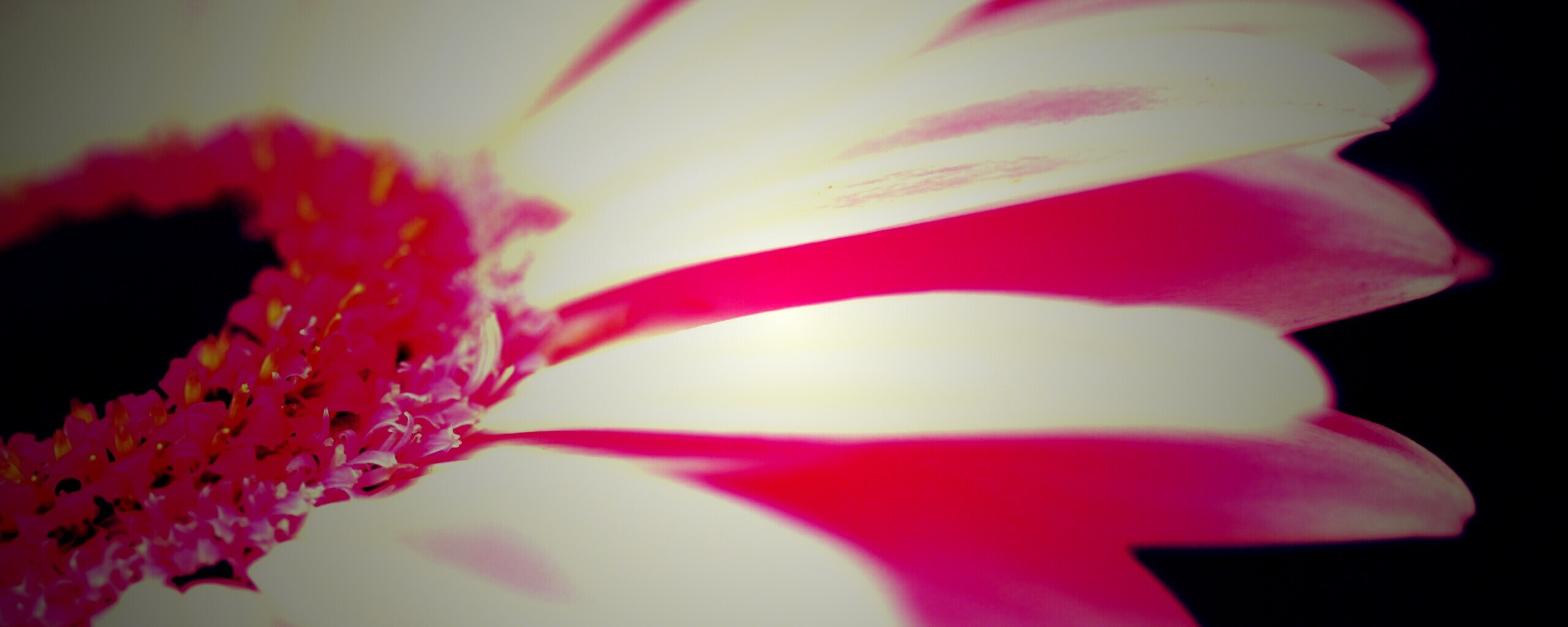 Гербер обои