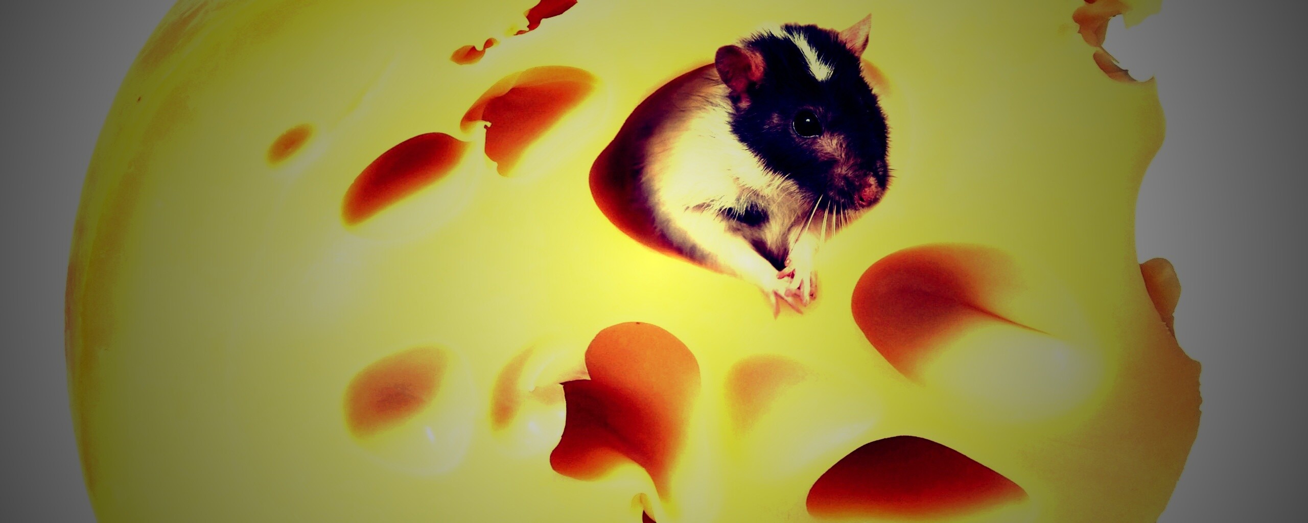 Мышка в сыре обои