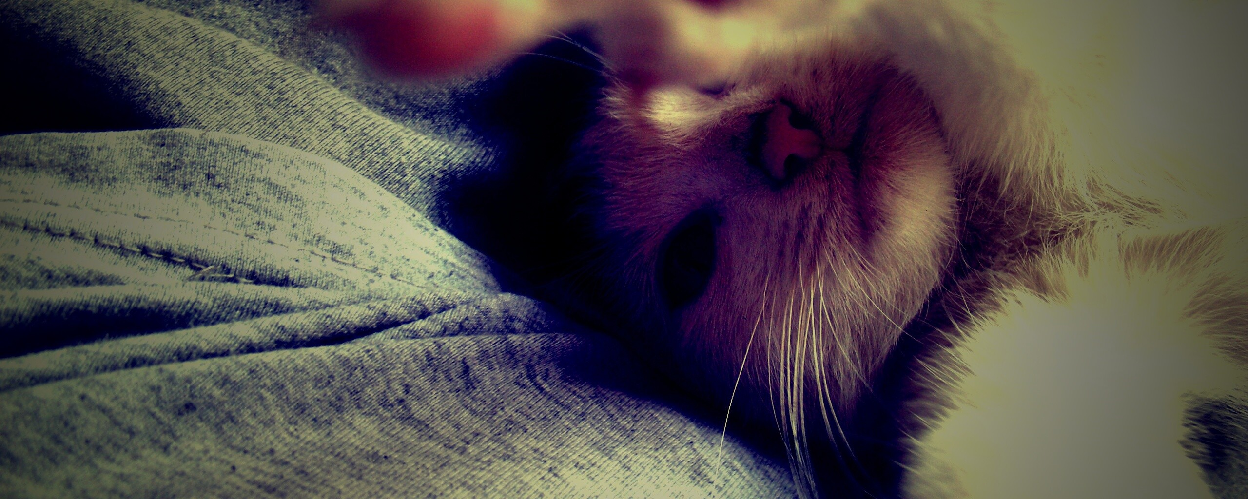 Кот фоткает сам себя обои