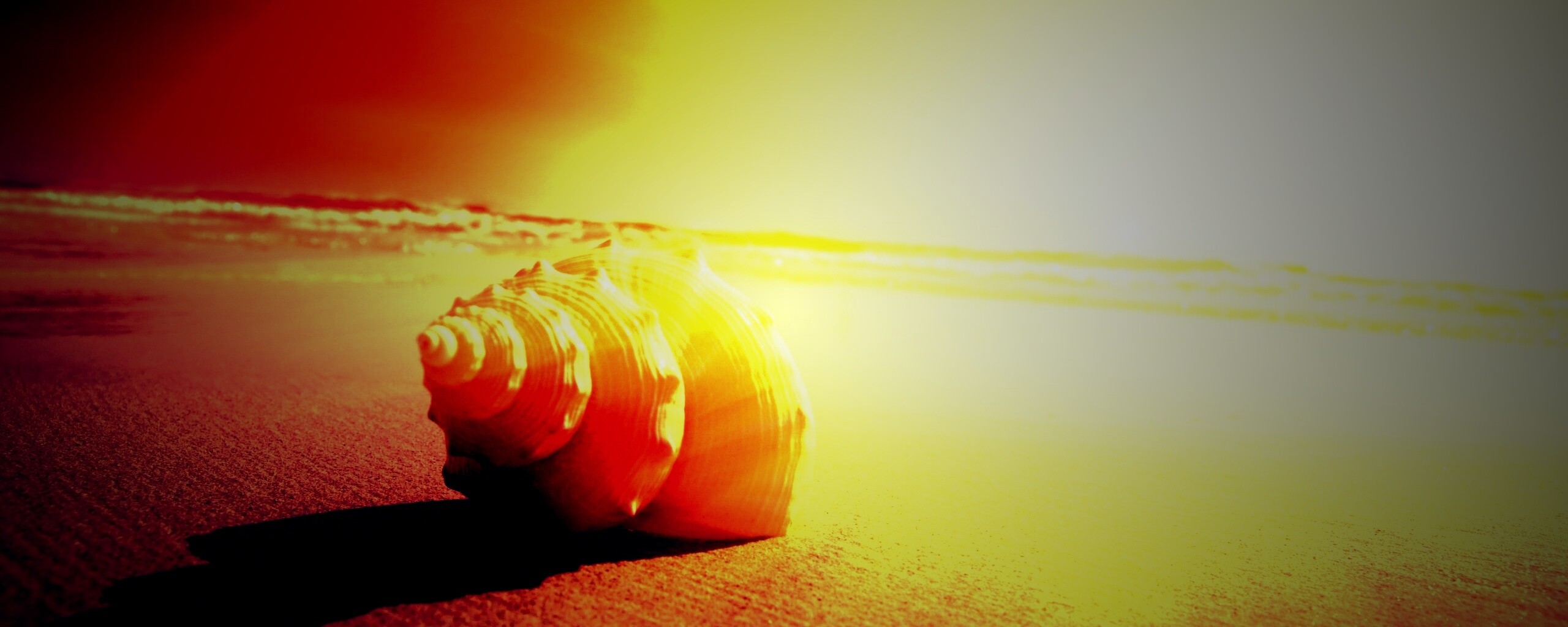 Золотистая ракушка обои