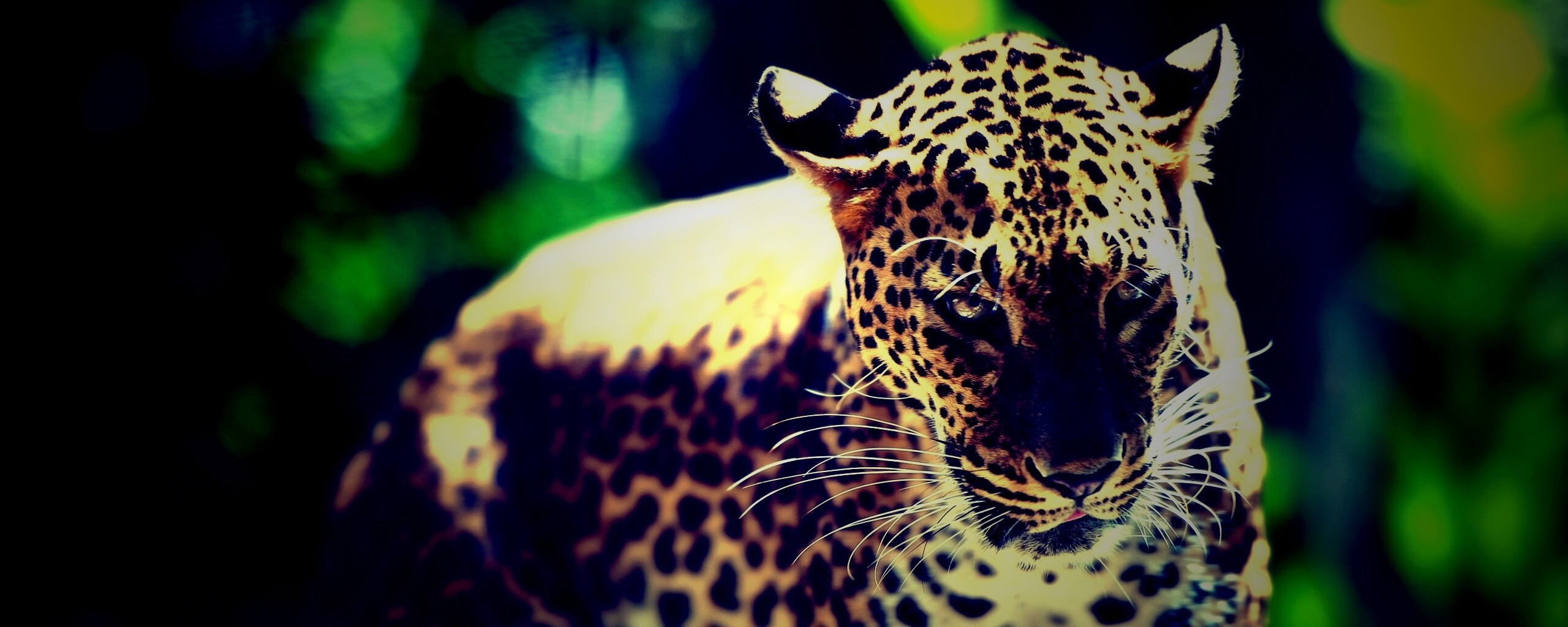 Леопард в сингапурском зоопарке обои