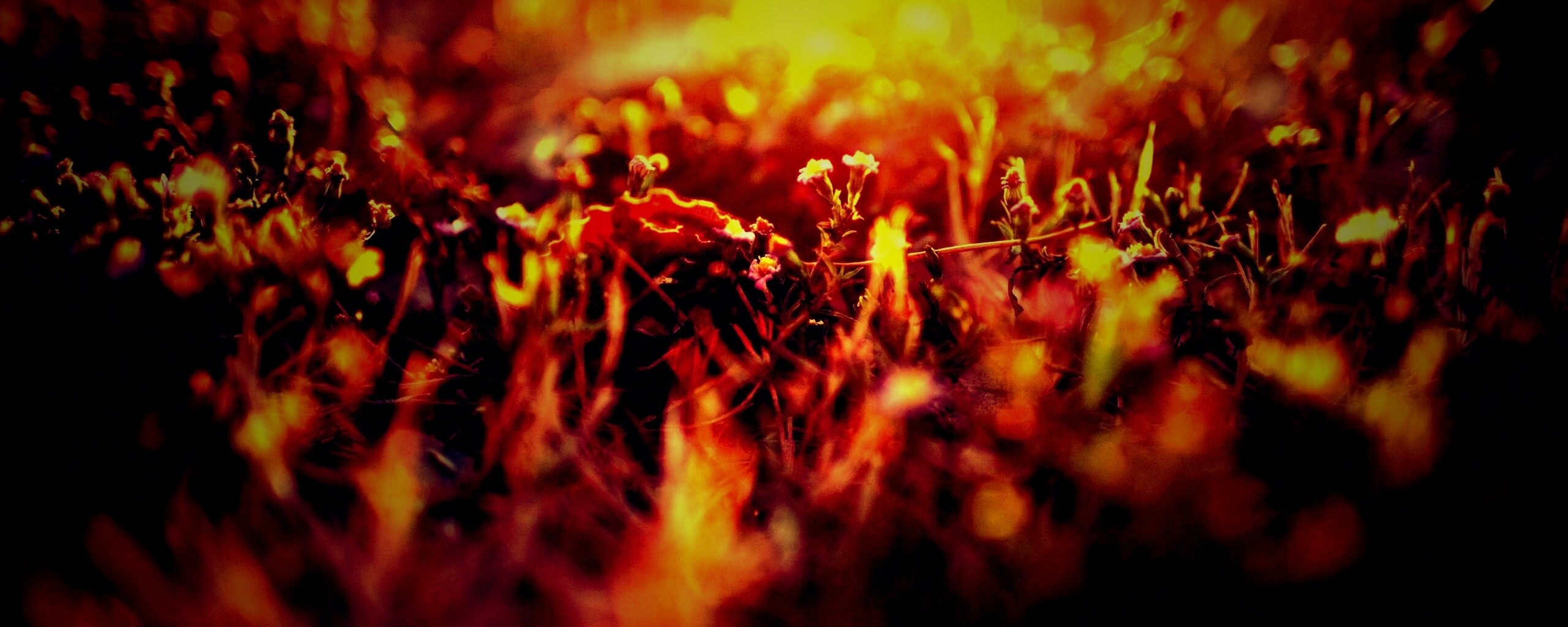 Полевые цветы в закатном солнце обои