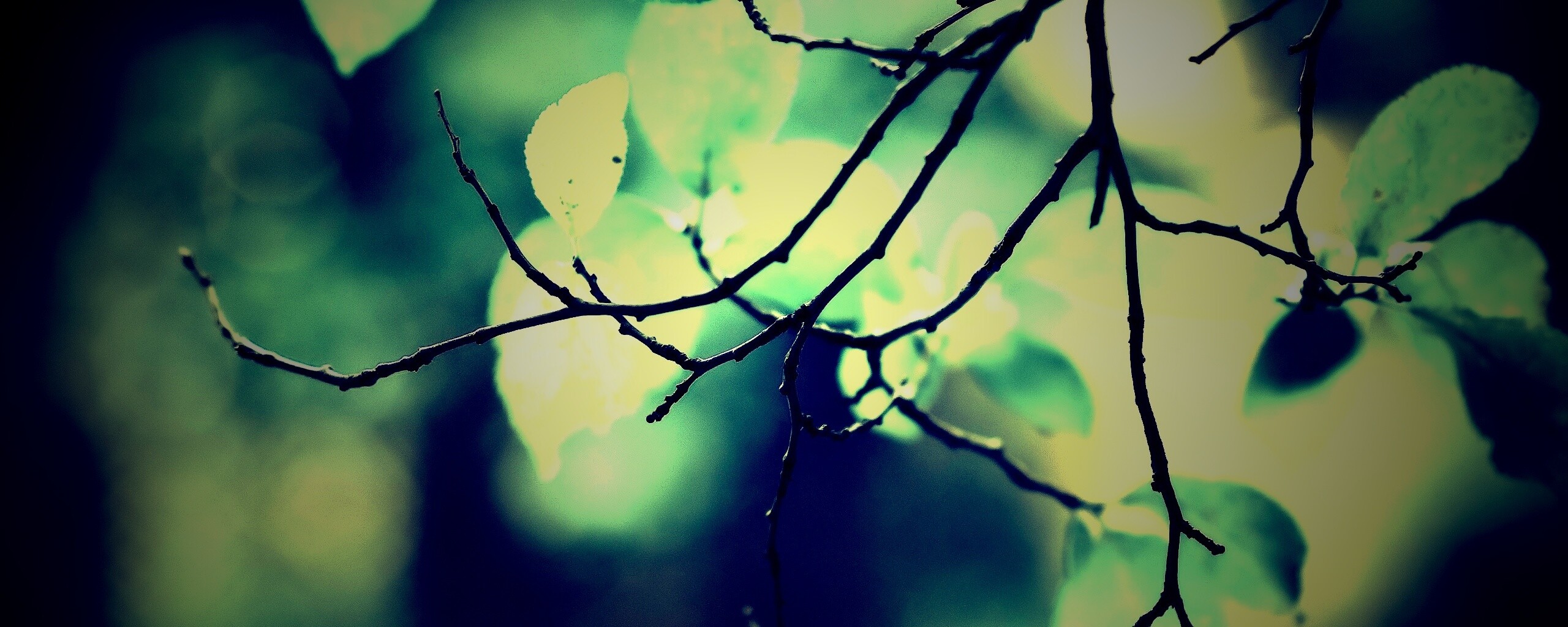 Осенние ветки без листьев обои