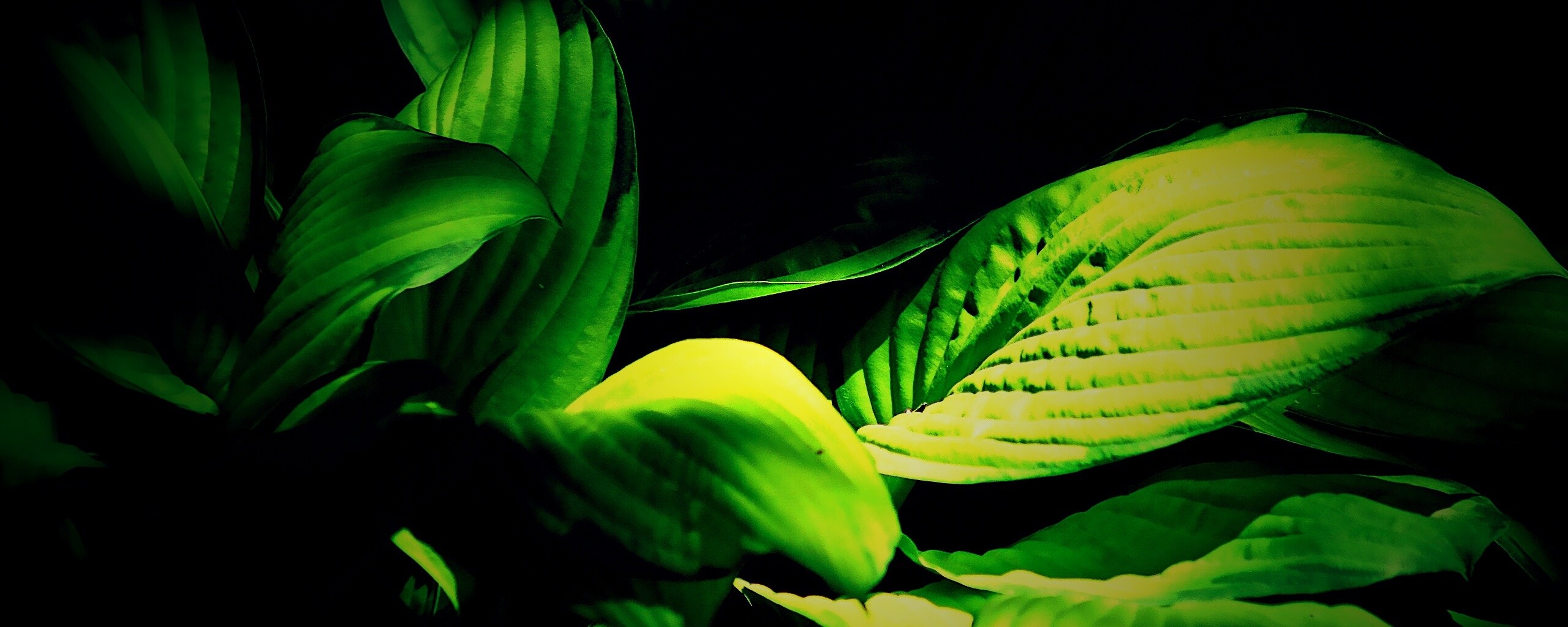 Хитросплетение зеленых листьев обои