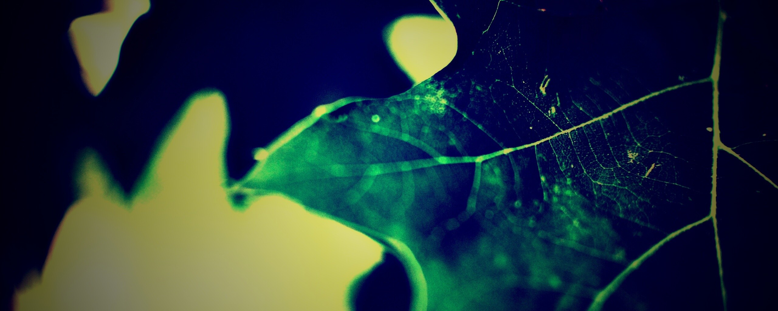 Темно-зеленый лист в макро обои