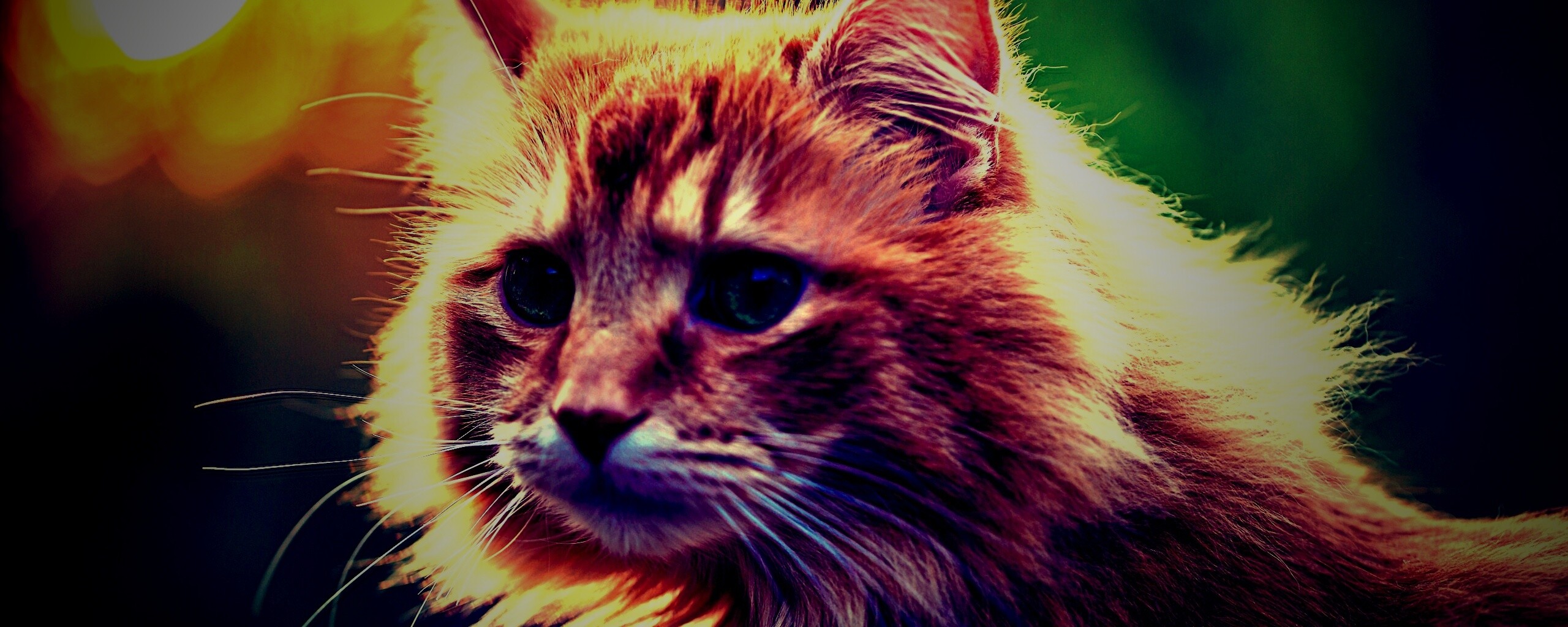 Рыжий кот в лучах солнца обои