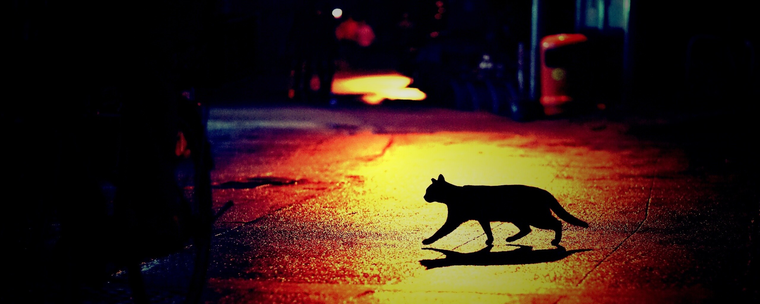 Кошка на ночной улице обои