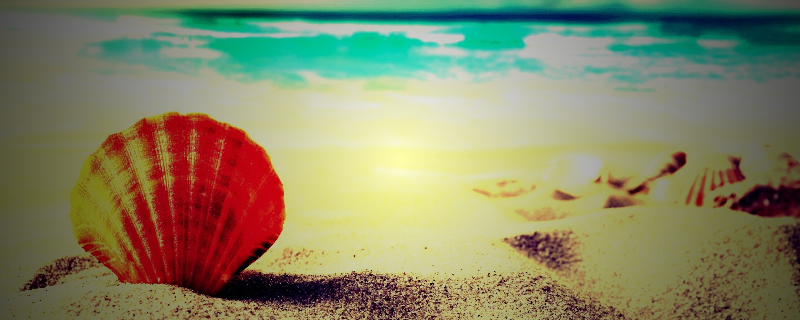 Раковина на летнем бережке обои