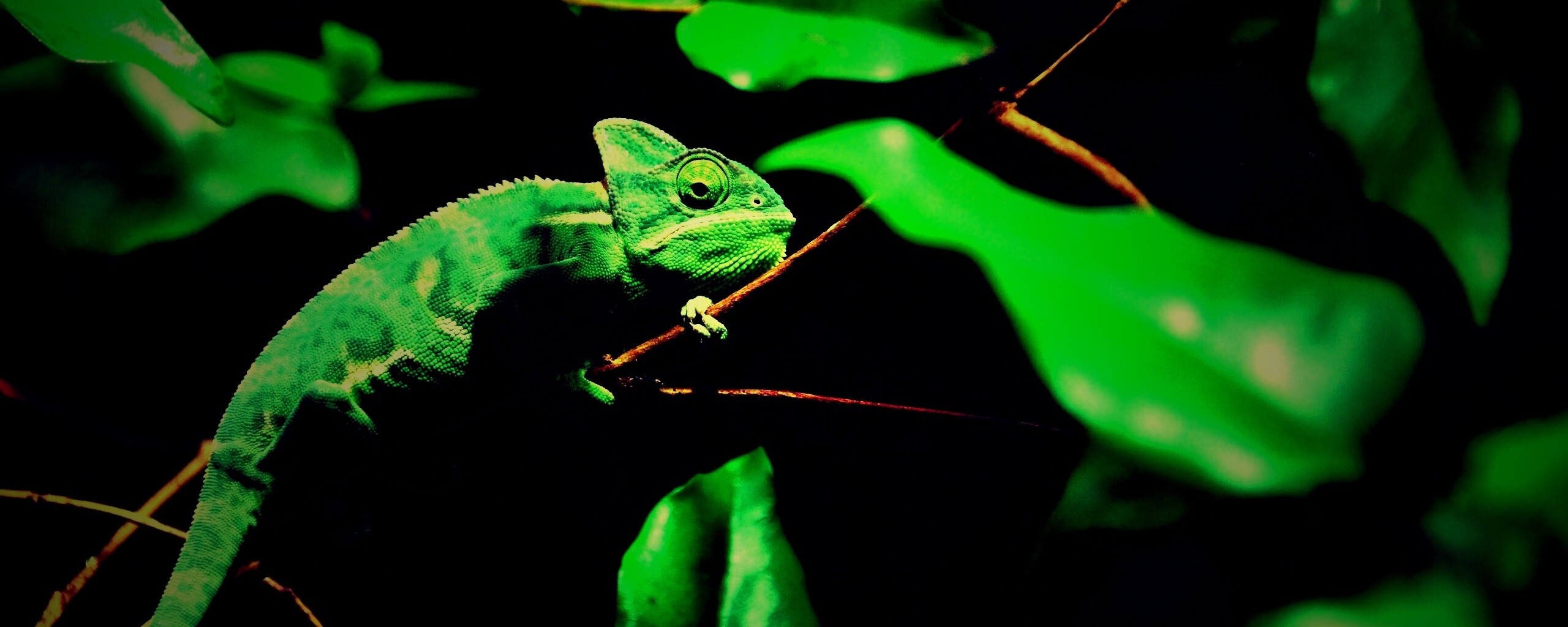 Хамелеон в листве обои