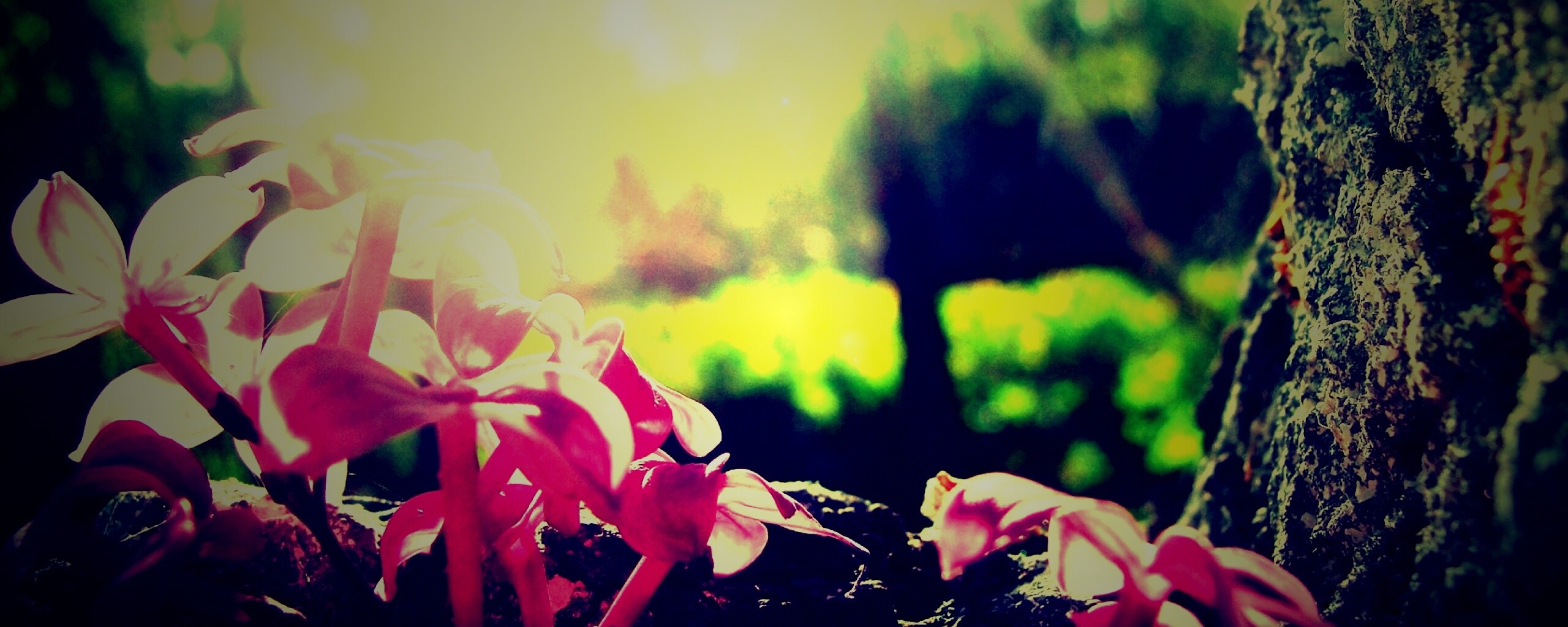 Сиреневое дерево обои