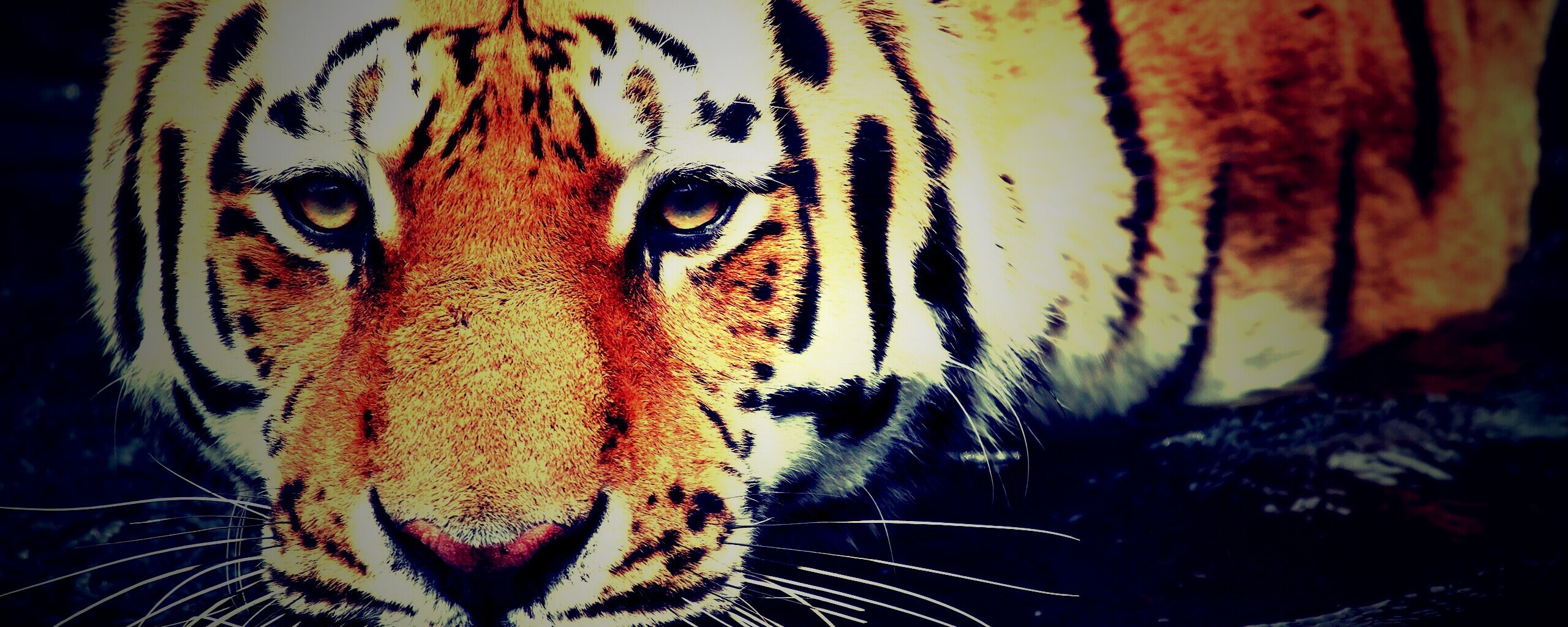 Купание тигра обои