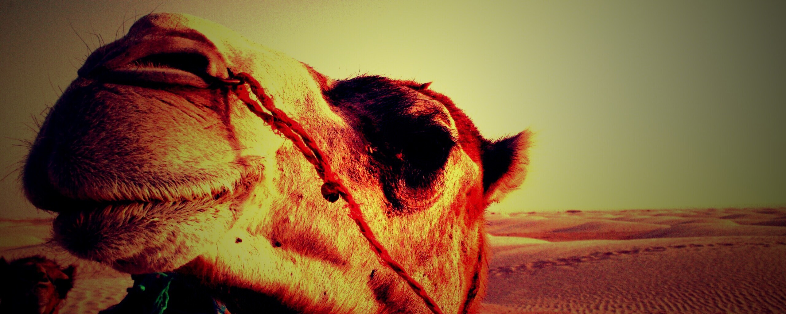 Верблюд обои