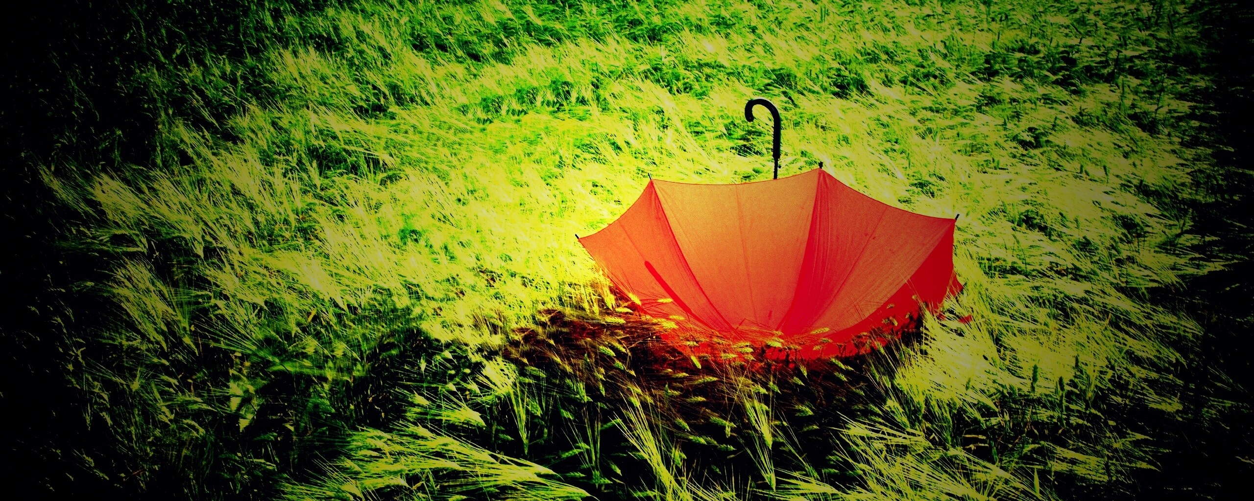 Зонт на траве обои