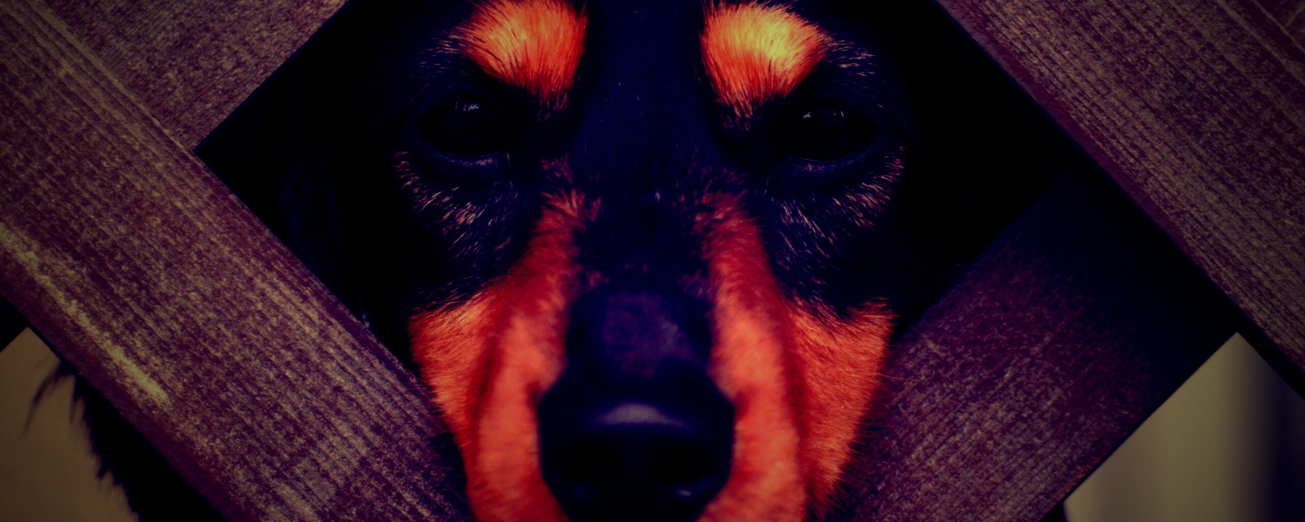 Мордочка в заборе обои