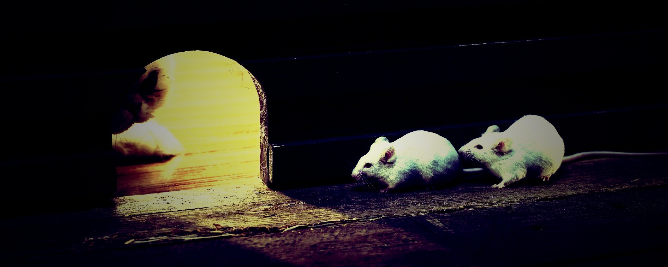 Кошки - мышки обои