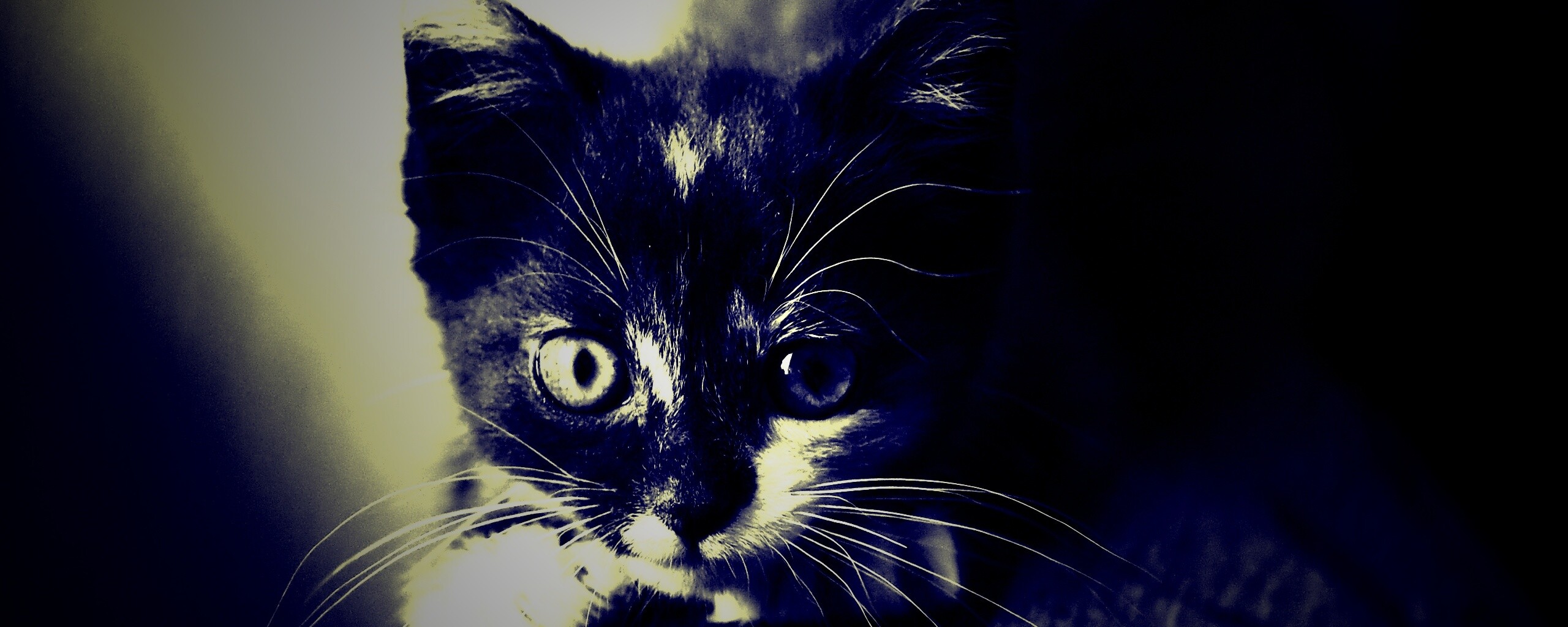 Котёнок обои