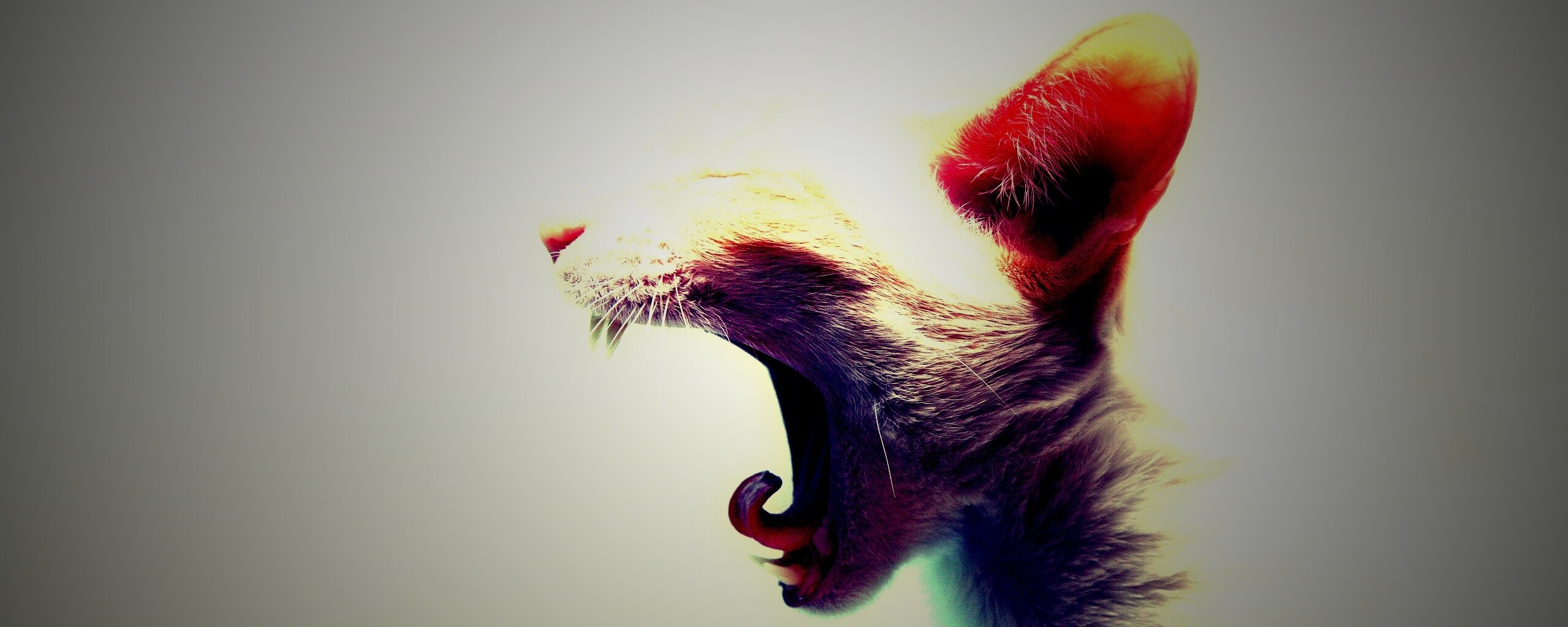 Кошака-зевака обои