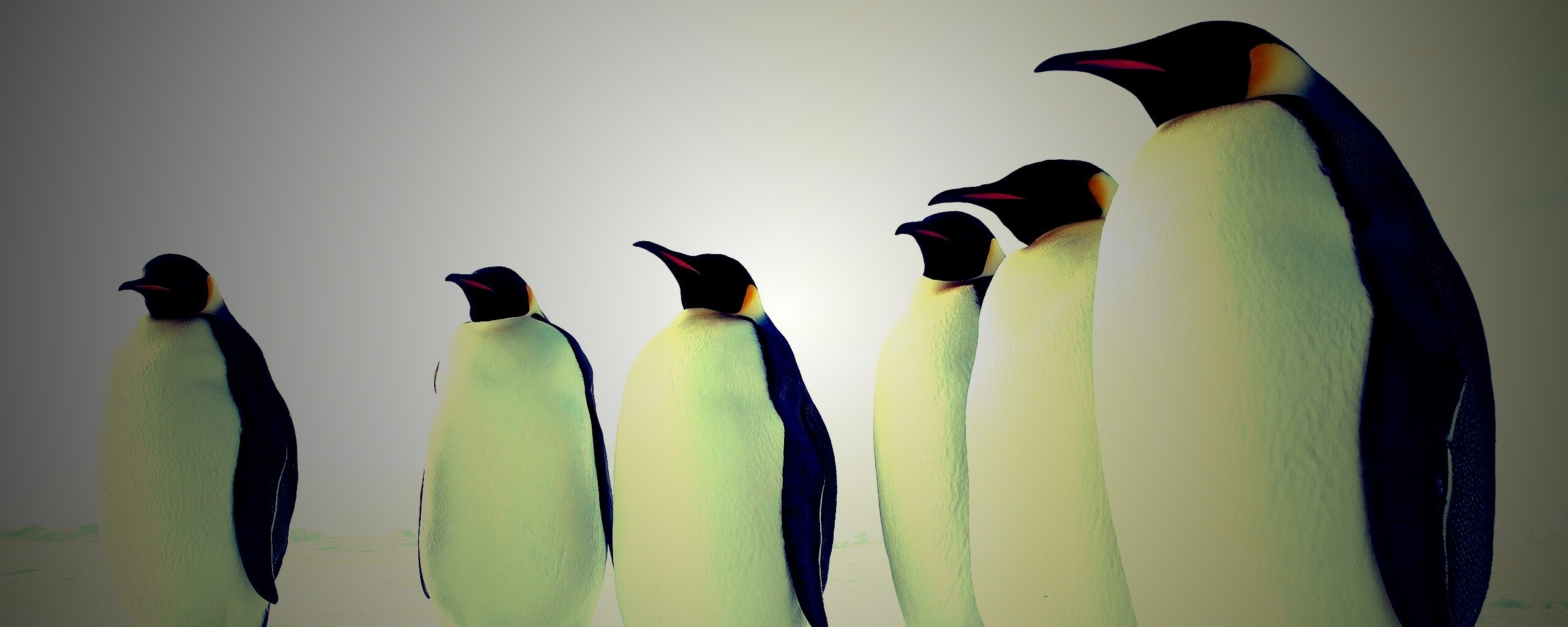 Слет пингвинов обои