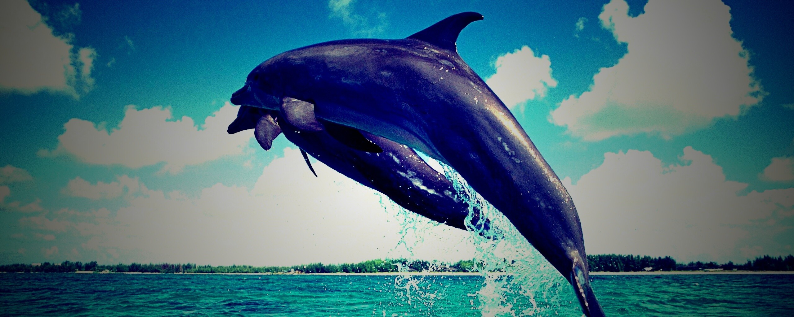 Дельфины обои
