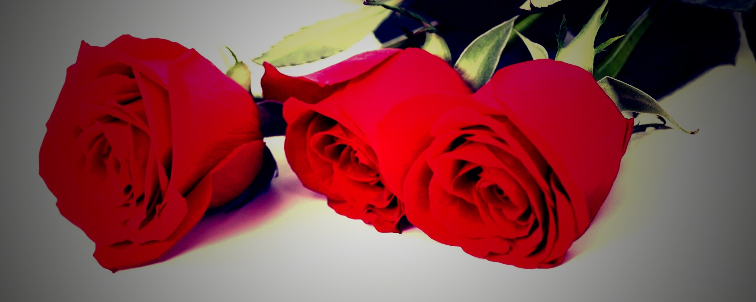 Красные розы обои