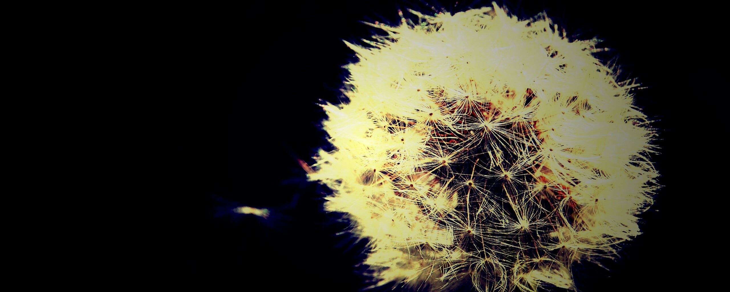 Одуванчик обои