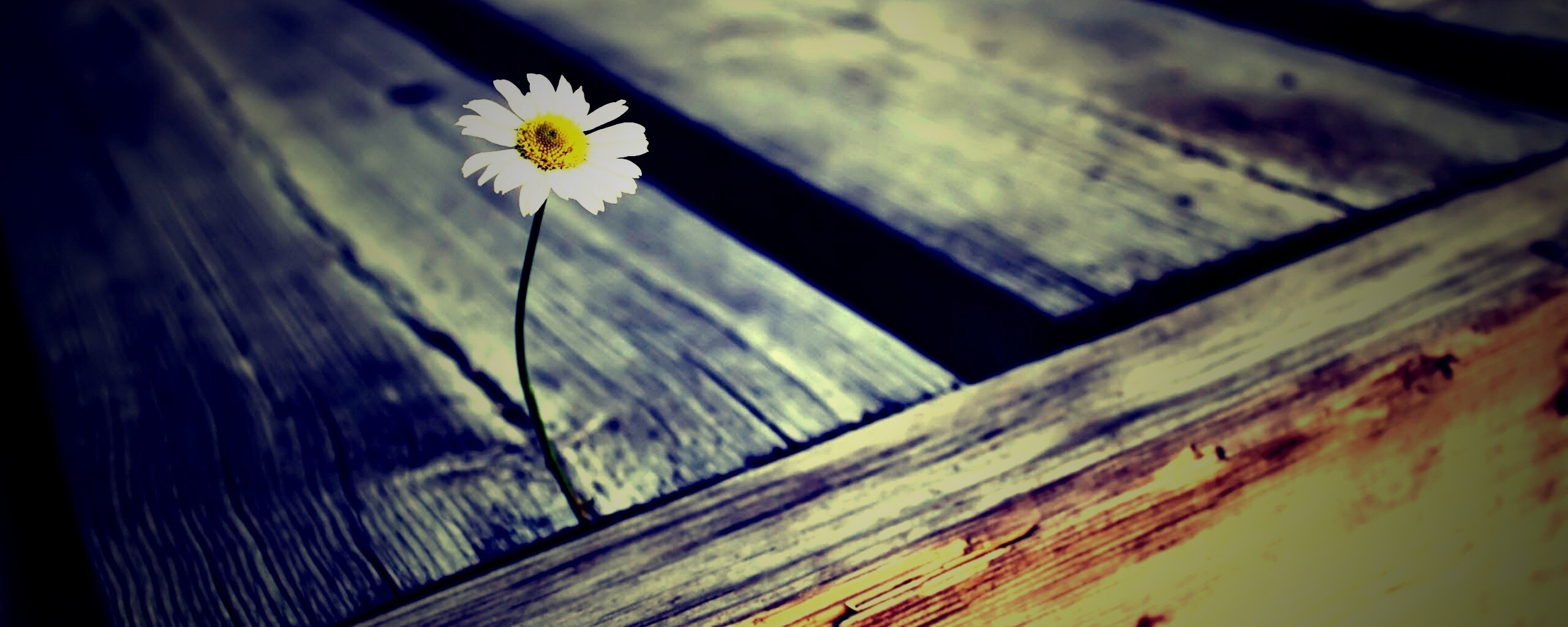 Жизнь среди смерти обои