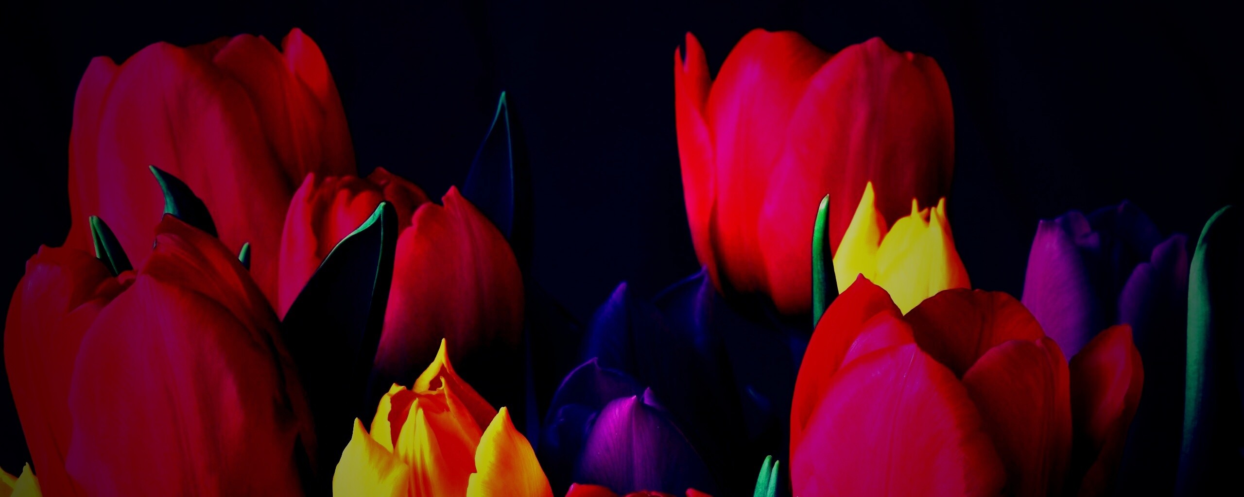 Тюльпаны обои