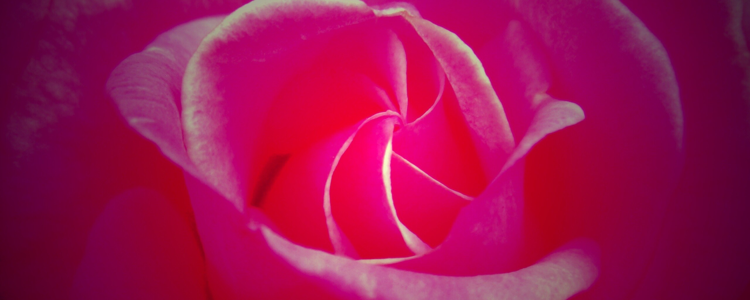 Идеальная роза обои