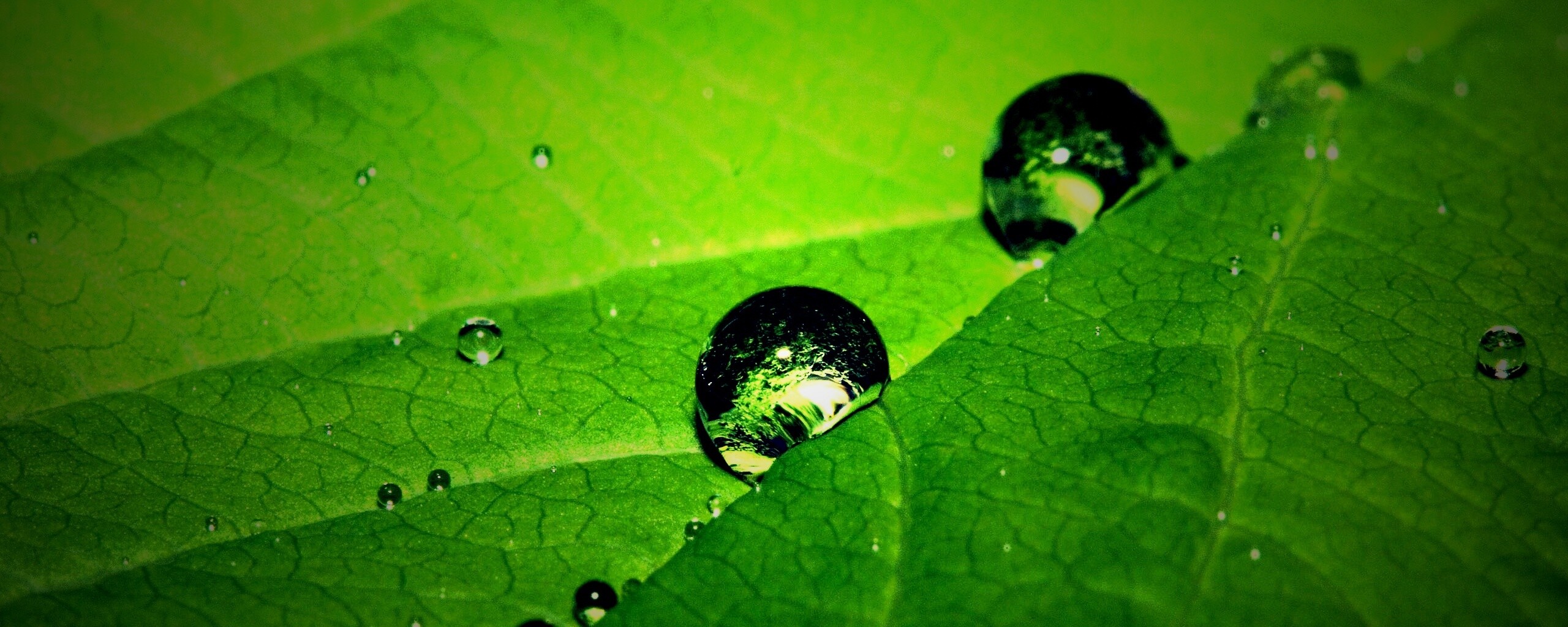 Капли на листе обои