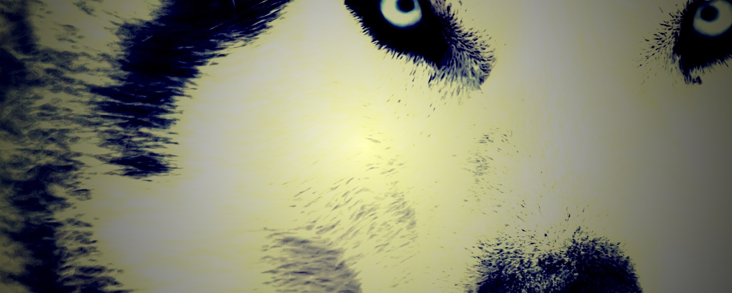 Сибирский хаски обои