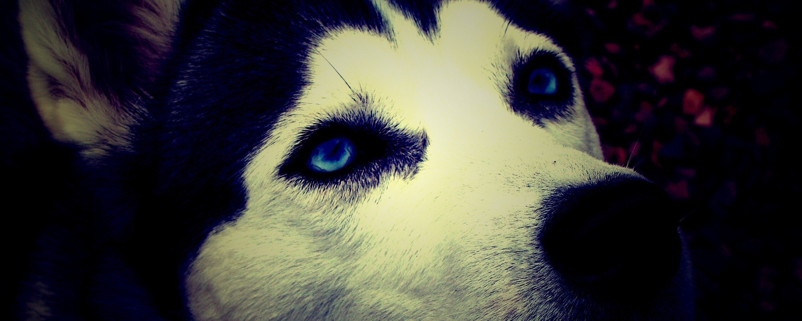 Собака хаски обои