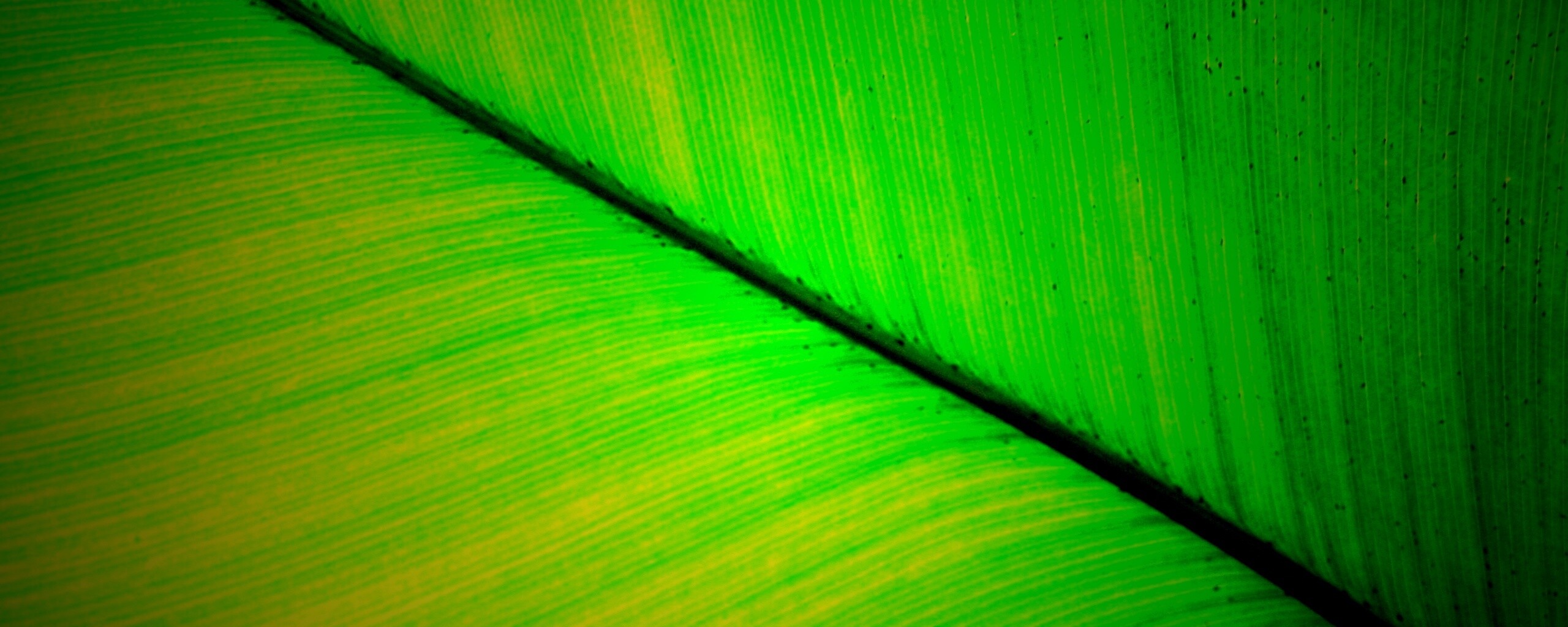 Зеленый лист обои