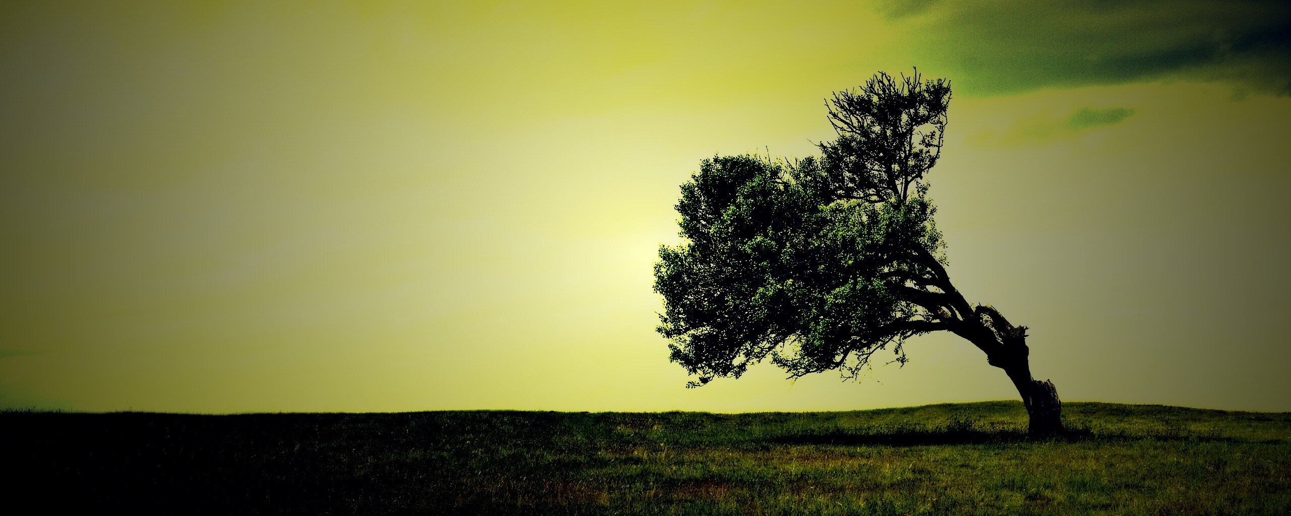 Склоненное дерево обои