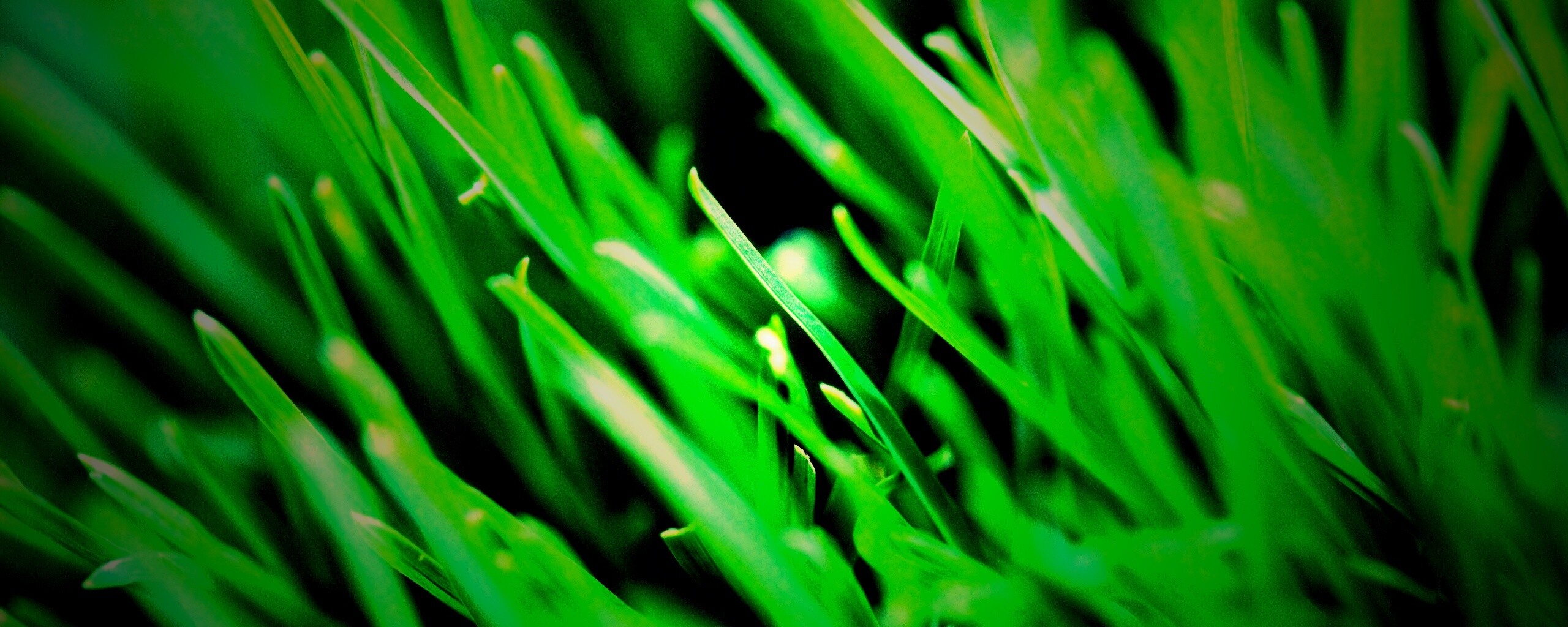 Зеленая свежая трава обои