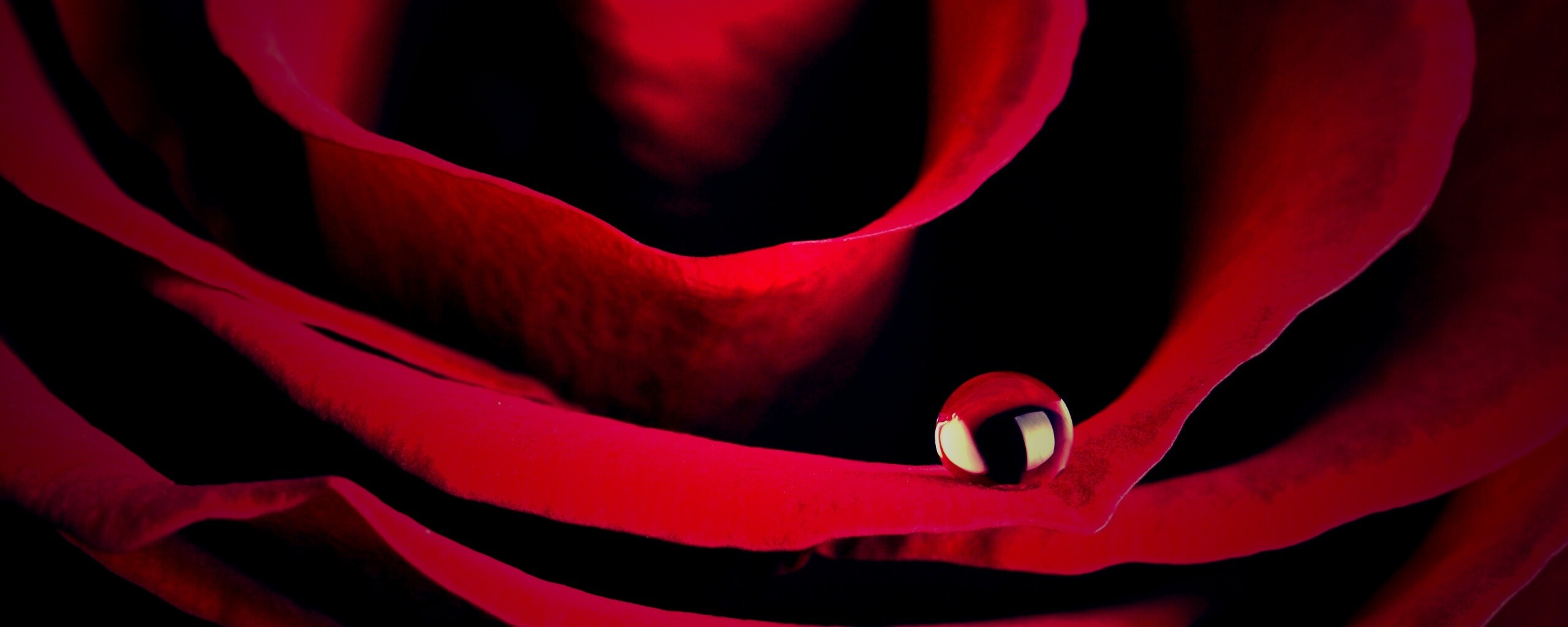 Капля воды на лепестке розы обои