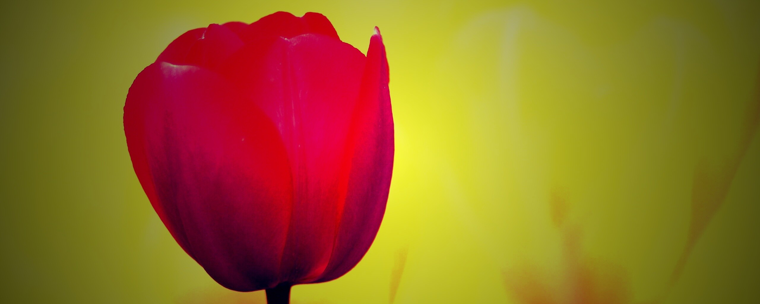 Красный тюльпан обои