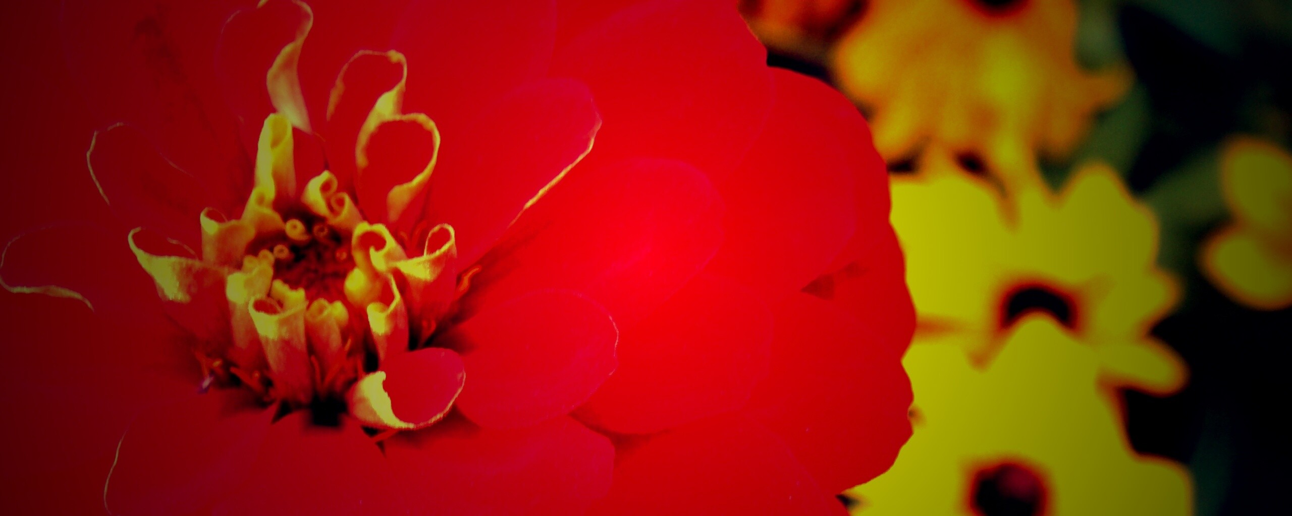 Красный цветок обои