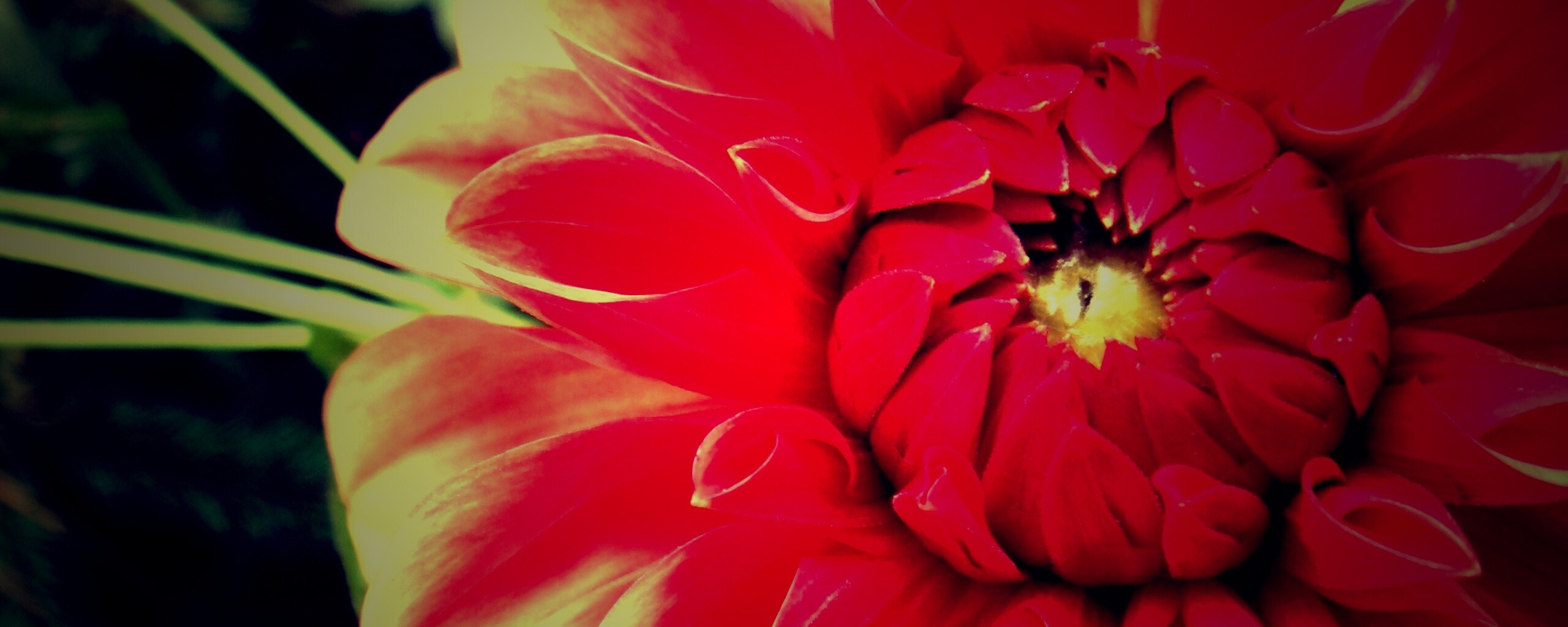 Аленький цветочек обои