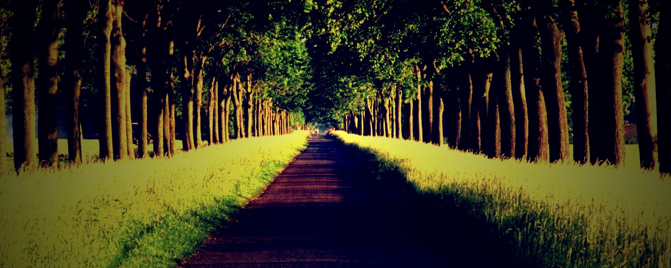 Живописная аллея обои