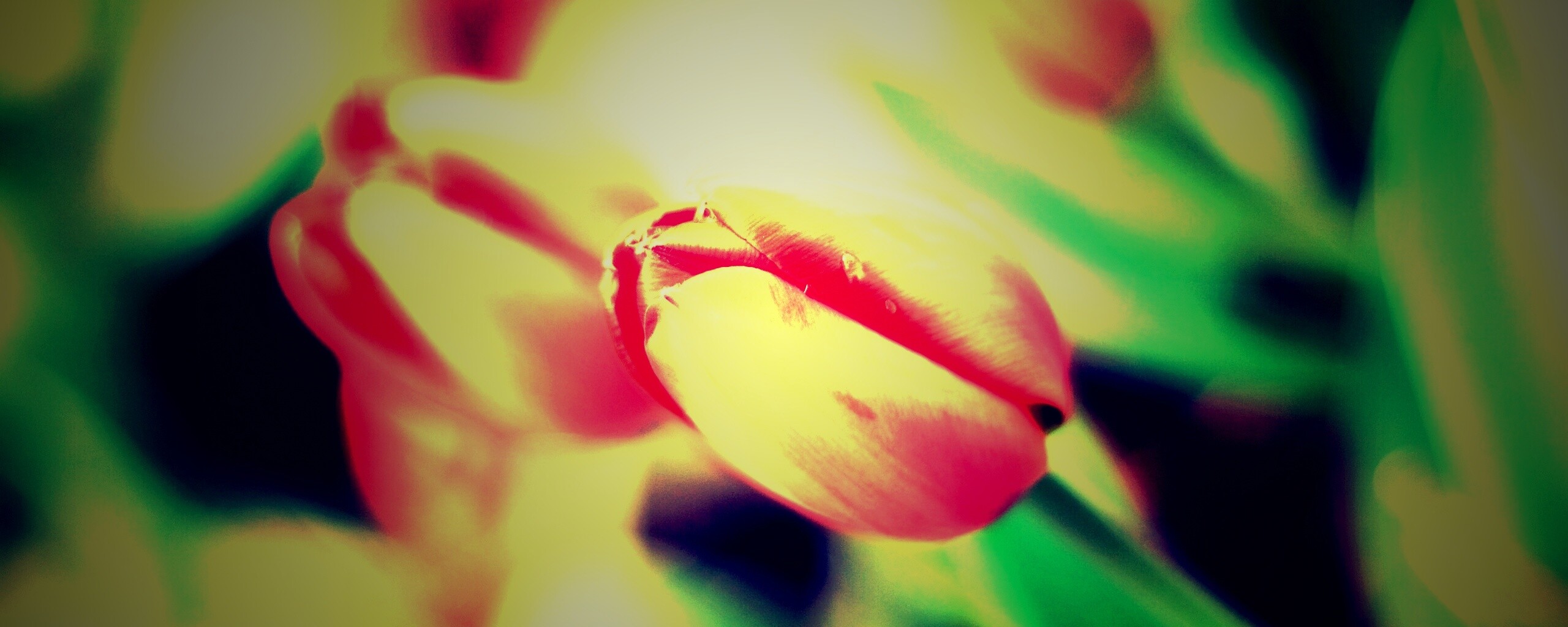 Красивый тюльпан обои