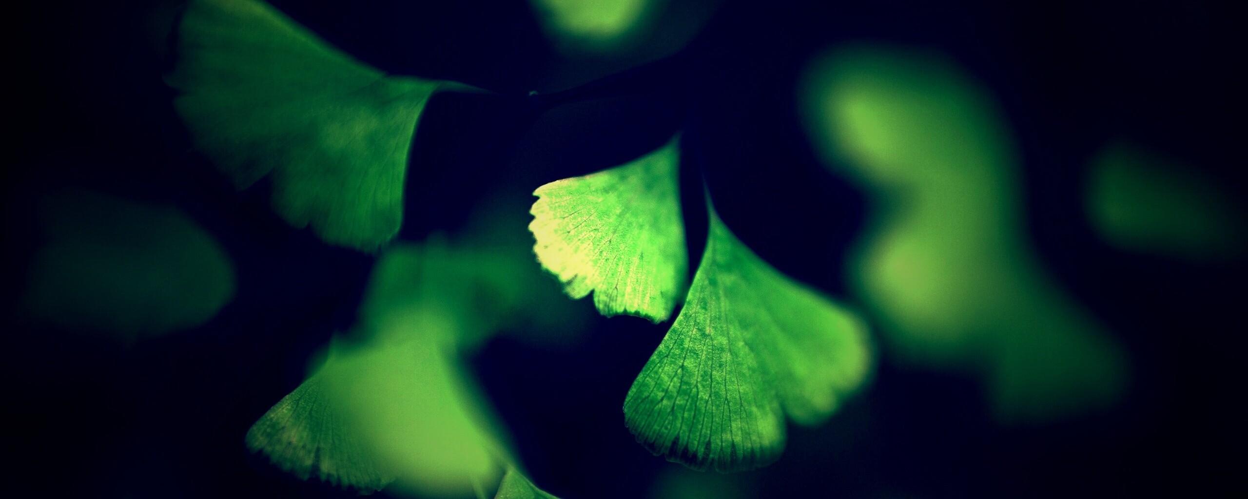 Дикие зеленые листья обои